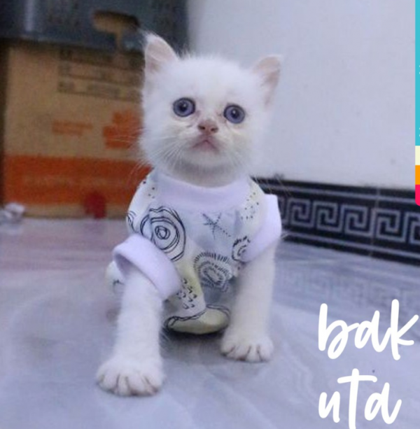 Baju kucing dengan motif abstrak
